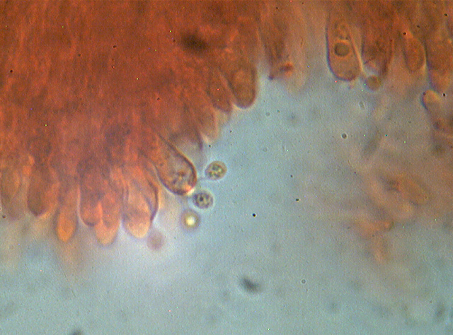 Steccherinum bourdotii